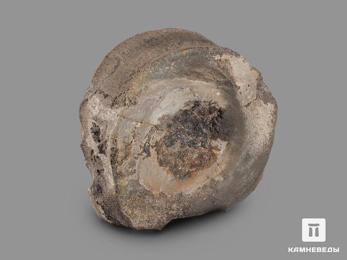 Позвонок ихтиозавра (Ichthyosaurus), 8,5х7,8х3,2 см, 18496, фото 2