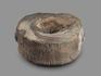 Позвонок ихтиозавра (Ichthyosaurus), 8,5х7,8х3,2 см, 18496, фото 3