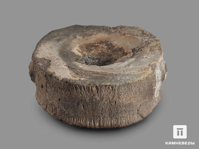 Позвонок ихтиозавра (Ichthyosaurus), 8,5х7,8х3,2 см, 18496, фото 3