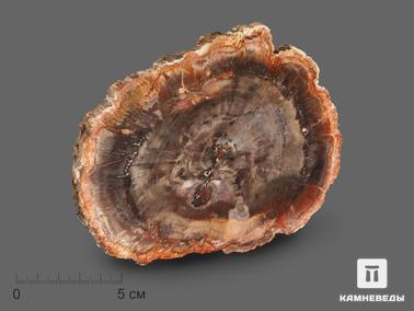 Окаменелое дерево. Окаменелое дерево, полированный срез 12,5х10х1 см