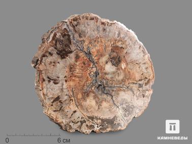 Окаменелое дерево. Окаменелое дерево, полированный срез 13,6х12х1 см