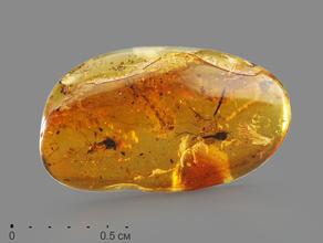 Янтарь с инклюзами в пластиковом боксе, 1-2 см
