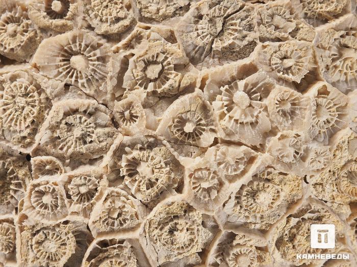 Коралл Actinocyathus, 13,5х11х7,5 см, 18896, фото 2