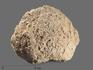 Коралл Actinocyathus, 13,5х11х7,5 см, 18896, фото 1