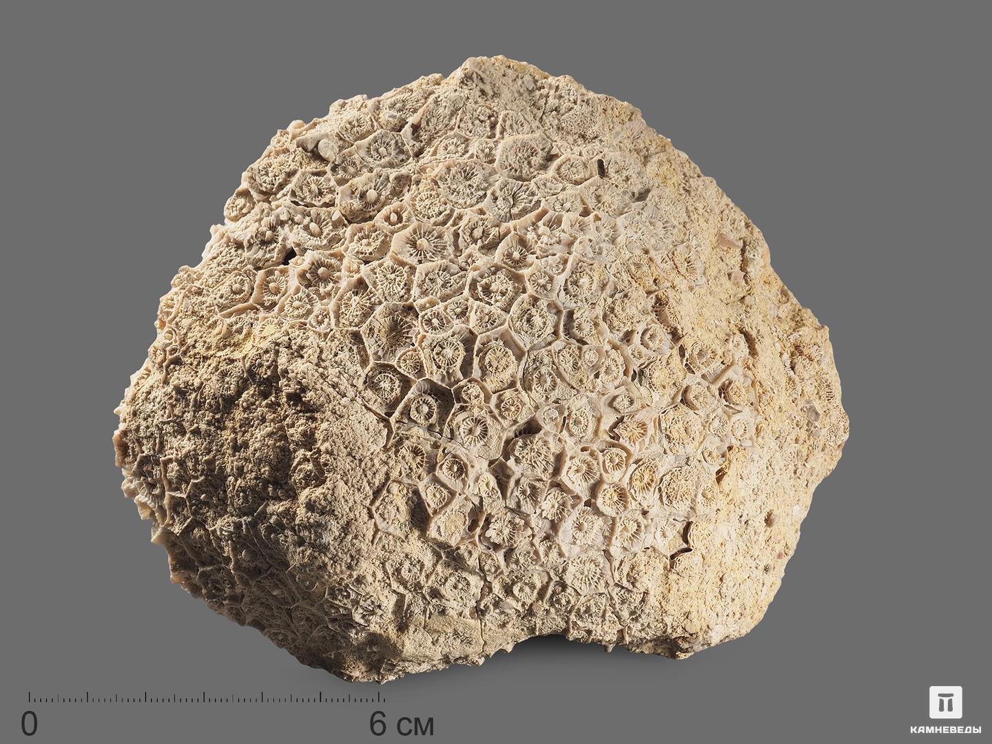 Коралл Actinocyathus, 13,5х11х7,5 см