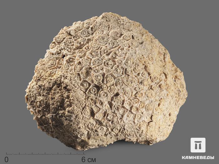 Коралл Actinocyathus, 13,5х11х7,5 см, 18896, фото 1