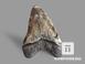 Зуб акулы Carcharocles megalodon, 11х7,8х2,1 см, 19650, фото 2