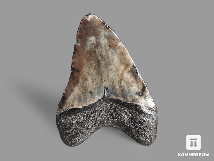 Зуб акулы Carcharocles megalodon, 11х7,8х2,1 см, 19650, фото 2