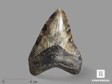 Зуб акулы Carcharocles megalodon, 11х7,8х2,1 см