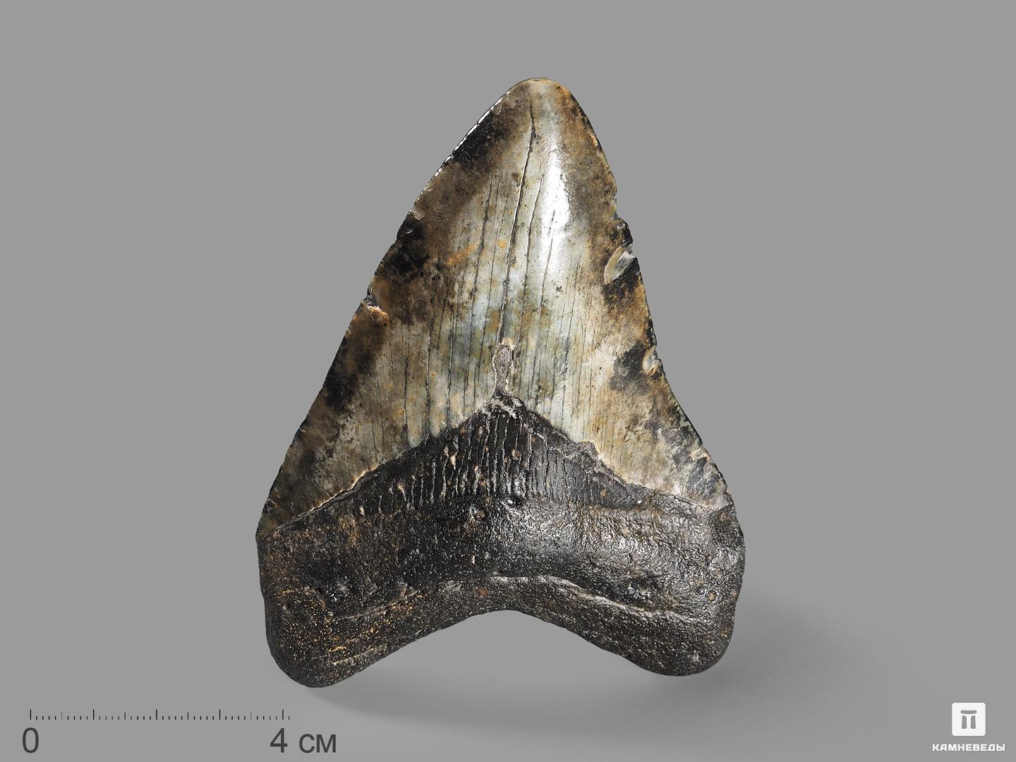 Зуб акулы Carcharocles megalodon, 11х7,8х2,1 см, 19650, фото 1