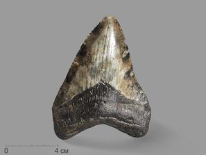 Зуб акулы Carcharocles megalodon, 11х7,8х2,1 см