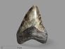 Зуб акулы Carcharocles megalodon, 11х7,8х2,1 см, 19650, фото 1