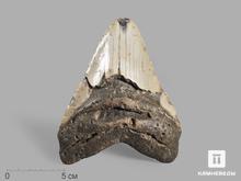 Зуб акулы Carcharocles megalodon, 13х10,7х3 см