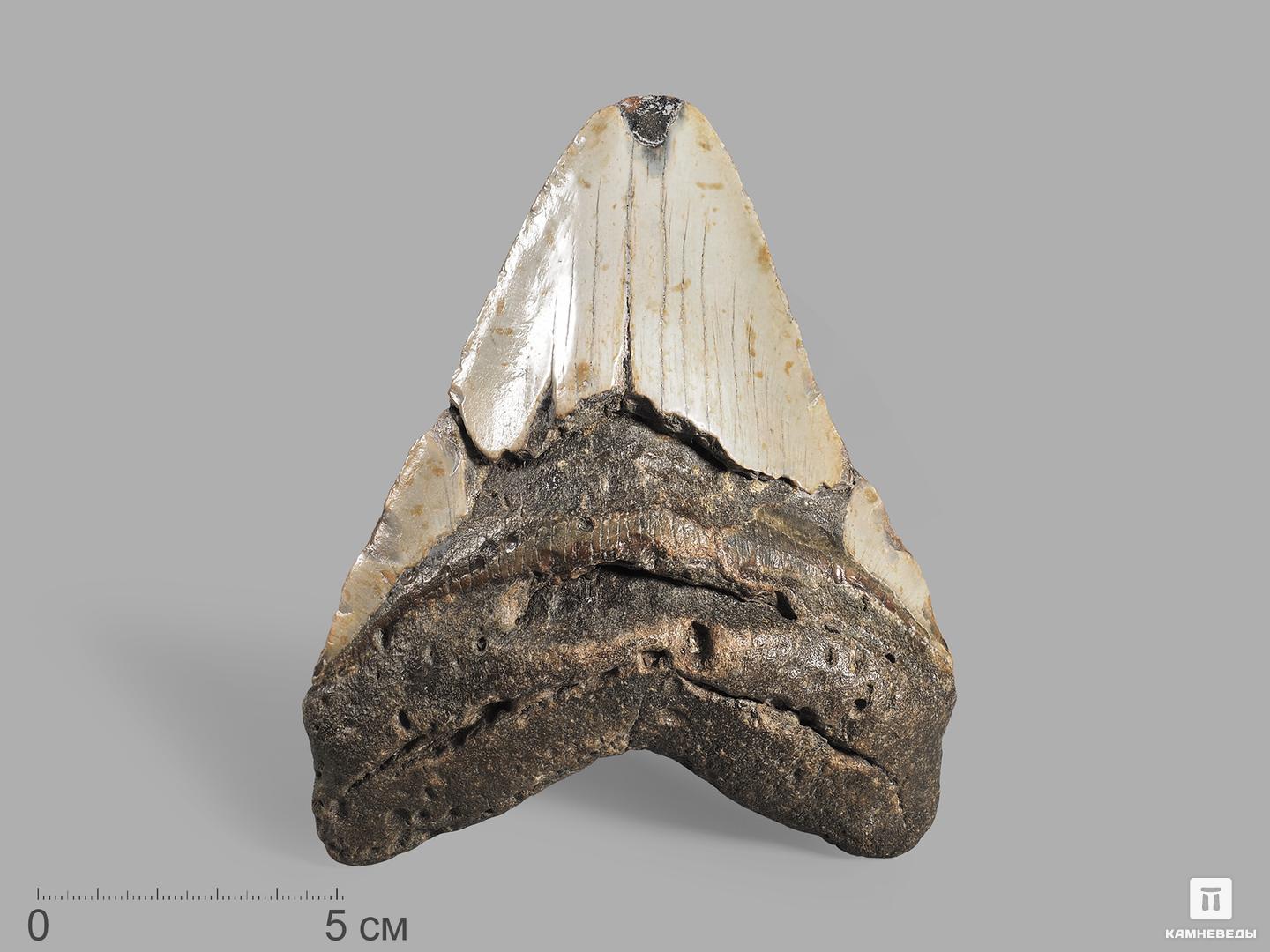Зуб акулы Carcharocles megalodon, 13х10,7х3 см, 19652, фото 1