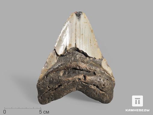 Зуб акулы Carcharocles megalodon, 13х10,7х3 см, 19652, фото 1