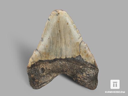 Зуб акулы Carcharocles megalodon, 13х10,7х3 см, 19652, фото 2