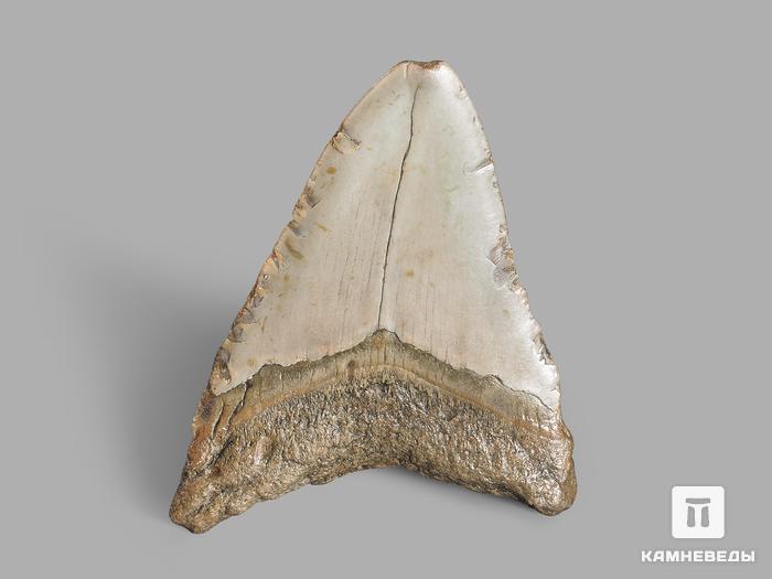Зуб акулы Carcharocles megalodon, 11х8,7х2,5 см, 19651, фото 2