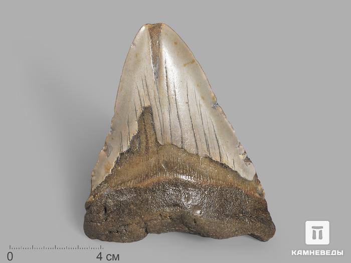 Зуб акулы Carcharocles megalodon, 11х8,7х2,5 см, 19651, фото 1