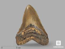 Зуб акулы Carcharocles megalodon, 14,5х11х2,7 см