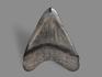 Зуб акулы Carcharocles megalodon, 12,5х10х3 см, 8-22/4, фото 2