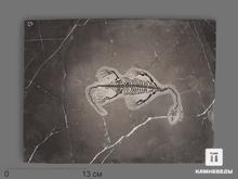 Скелет кейхозавра (Keichousaur hui), 31х23х1,3 см