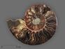 Аммонит Cleoniceras sp., полированный срез 13х10,5х1,7 см, 8-14/2, фото 1