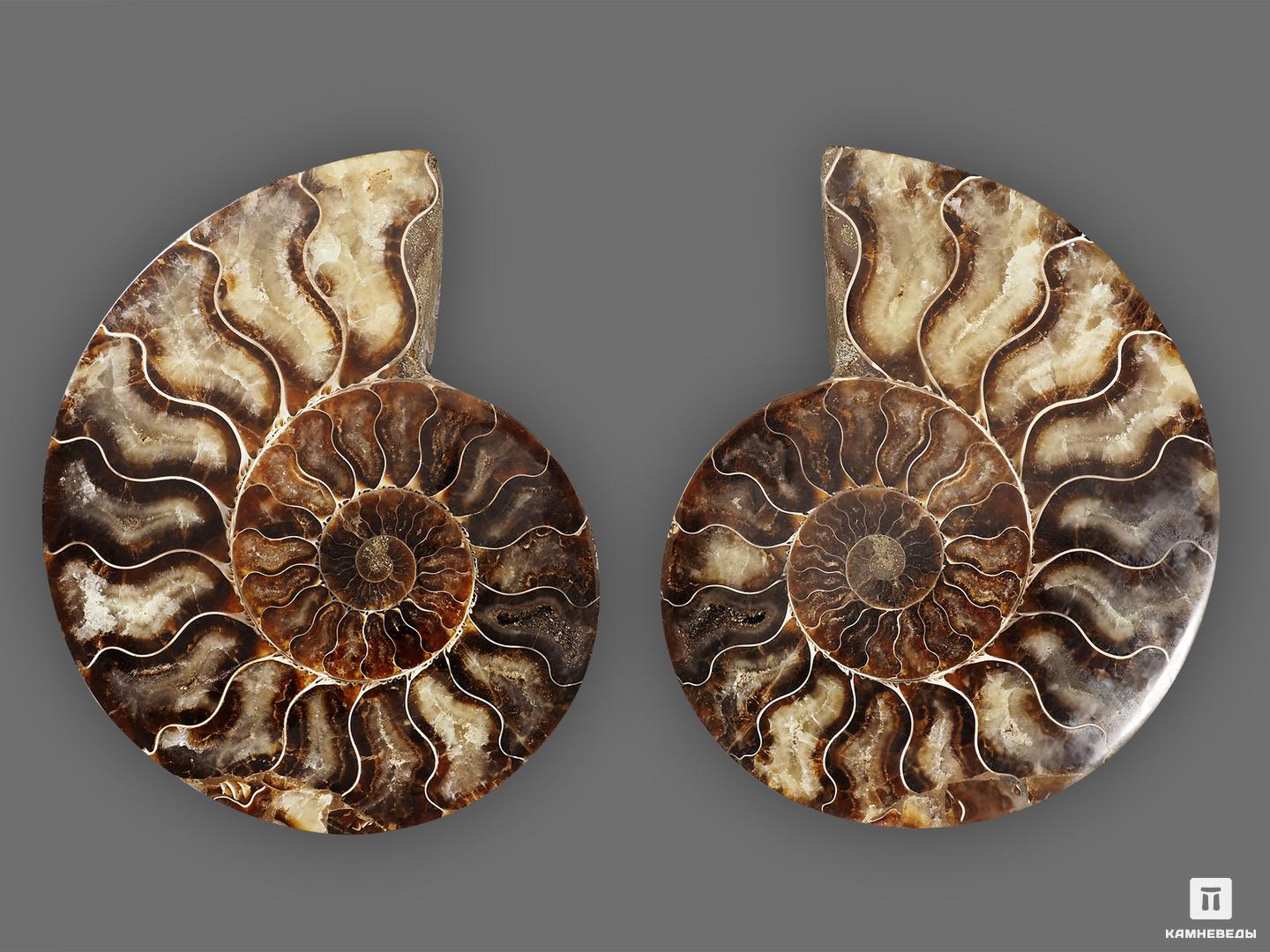 Аммонит Cleoniceras sp., полированный срез 13,7х11,2х1,6 см, 19644, фото 2