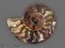 Аммонит Cleoniceras sp., полированный срез 13,7х11,2х1,6 см, 19644, фото 1