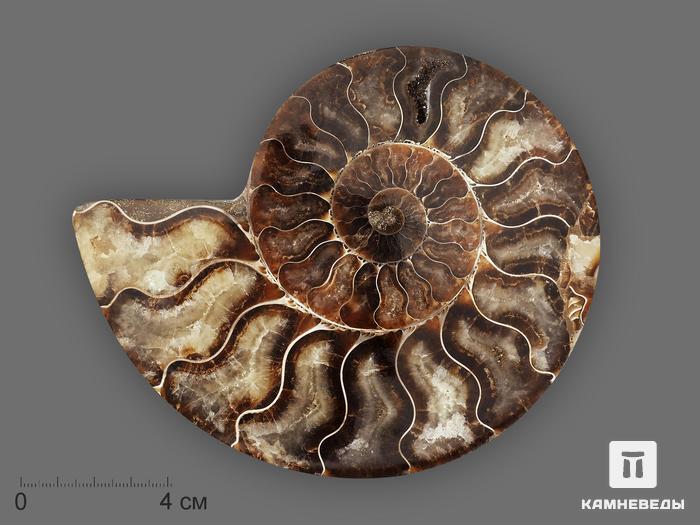 Аммонит Cleoniceras sp., полированный срез 13,7х11,2х1,6 см, 19644, фото 1