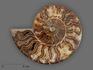 Аммонит Cleoniceras sp., полированный срез 12,5х10х1,6 см, 8-12/5, фото 1