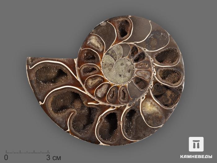 Аммонит Cleoniceras sp., полированный срез 11х9х2 см, 8-14/1, фото 1