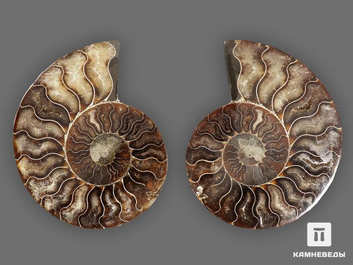 Аммонит Cleoniceras sp., полированный срез 12,2х10х1,4 см, 8-14/3, фото 2