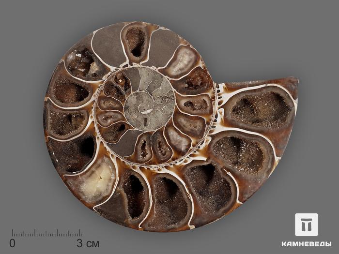 Аммонит Cleoniceras sp., полированный срез 11х9х2 см, 8-14/1, фото 3