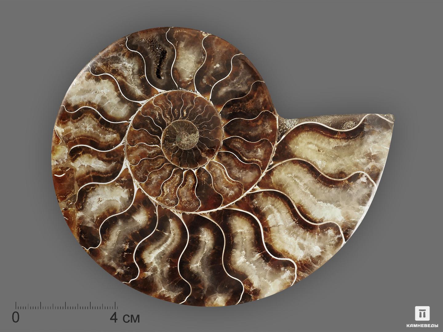 Аммонит Cleoniceras sp., полированный срез 13,7х11,2х1,6 см, 19644, фото 3