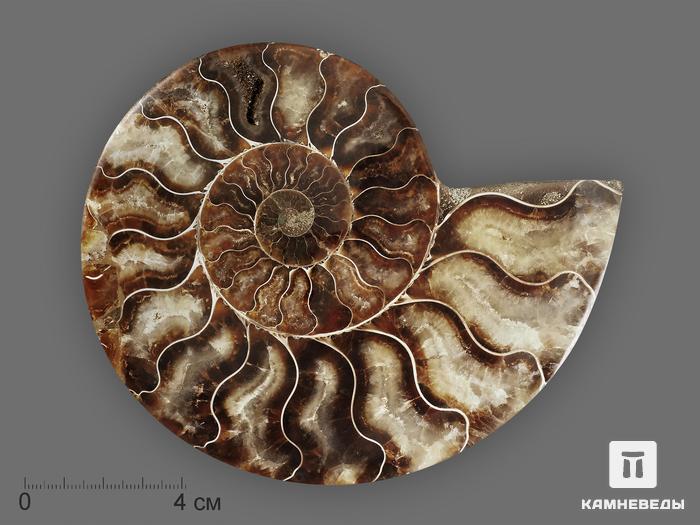 Аммонит Cleoniceras sp., полированный срез 13,7х11,2х1,6 см, 19644, фото 3