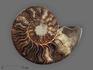 Аммонит Cleoniceras sp., полированный срез 13х10,5х1,7 см, 8-14/2, фото 3