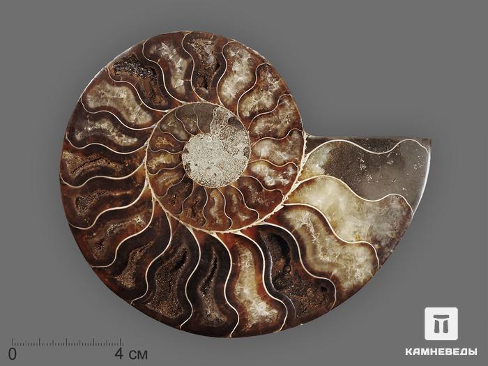 Аммонит Cleoniceras sp., полированный срез 13х10,5х1,7 см, 8-14/2, фото 3