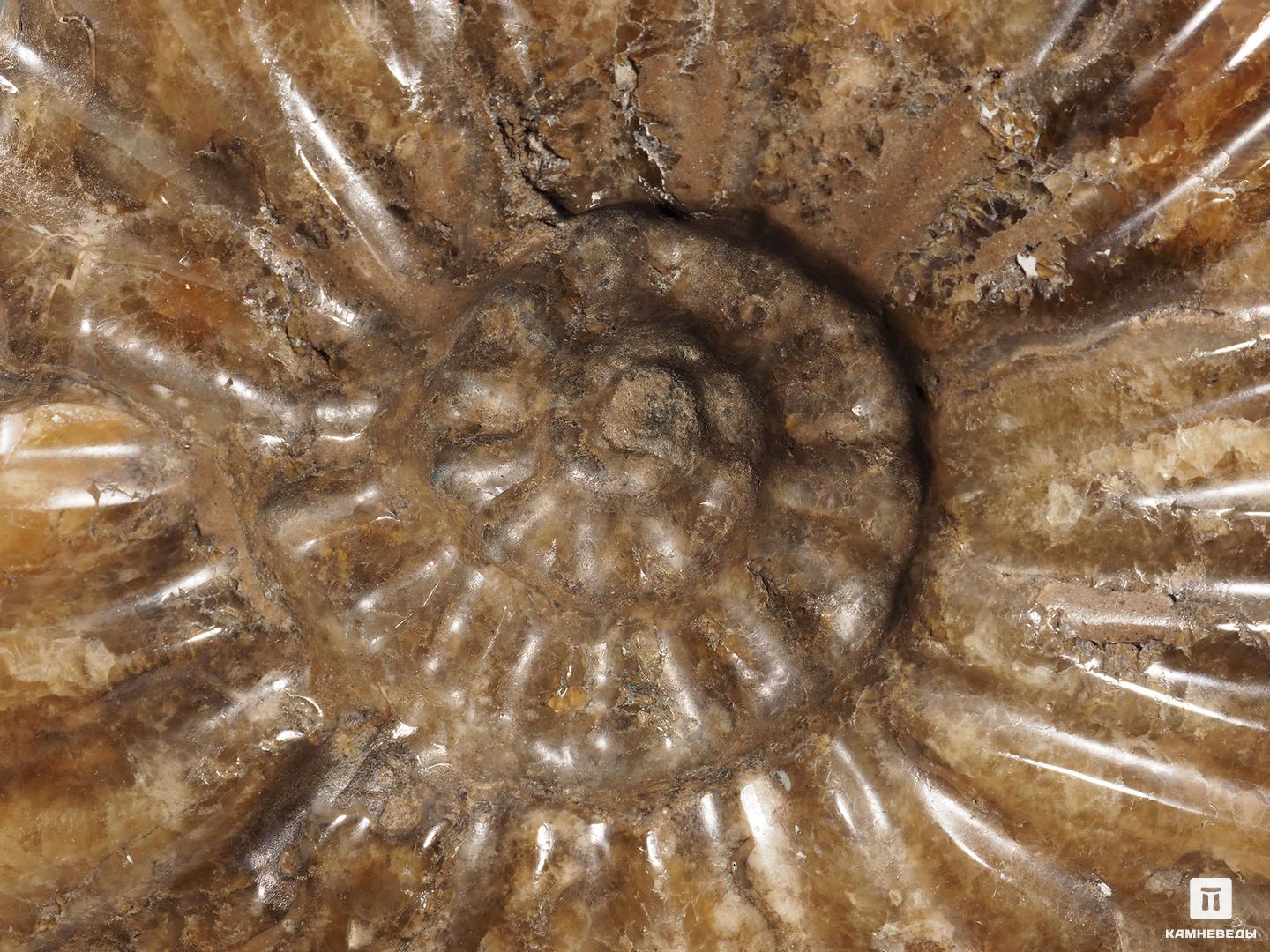 Аммонит Pleuroceras spinatum на деревянной подставке, 26х25,5х18 см, 19657, фото 2