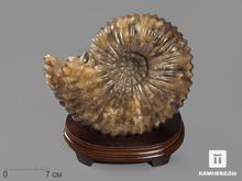 Аммонит Pleuroceras spinatum на деревянной подставке, 26х25,5х18 см