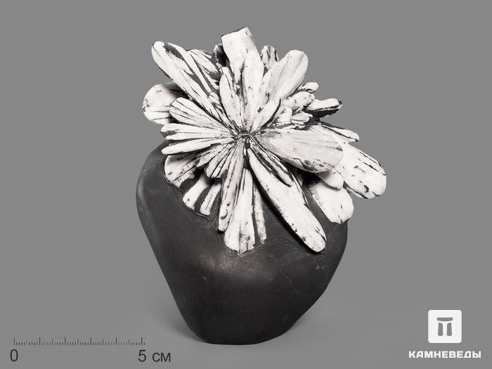 Целестин на аргиллите «хризантемовый камень», 12,7х11,2х3,5 см, 19528, фото 1