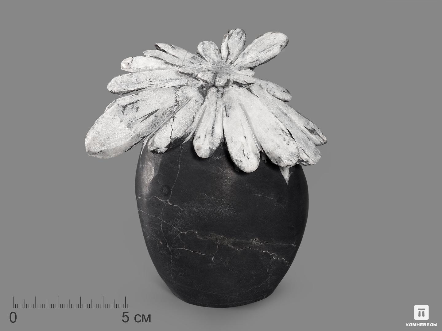 Целестин на аргиллите «хризантемовый камень», 13х11,3х6,7 см