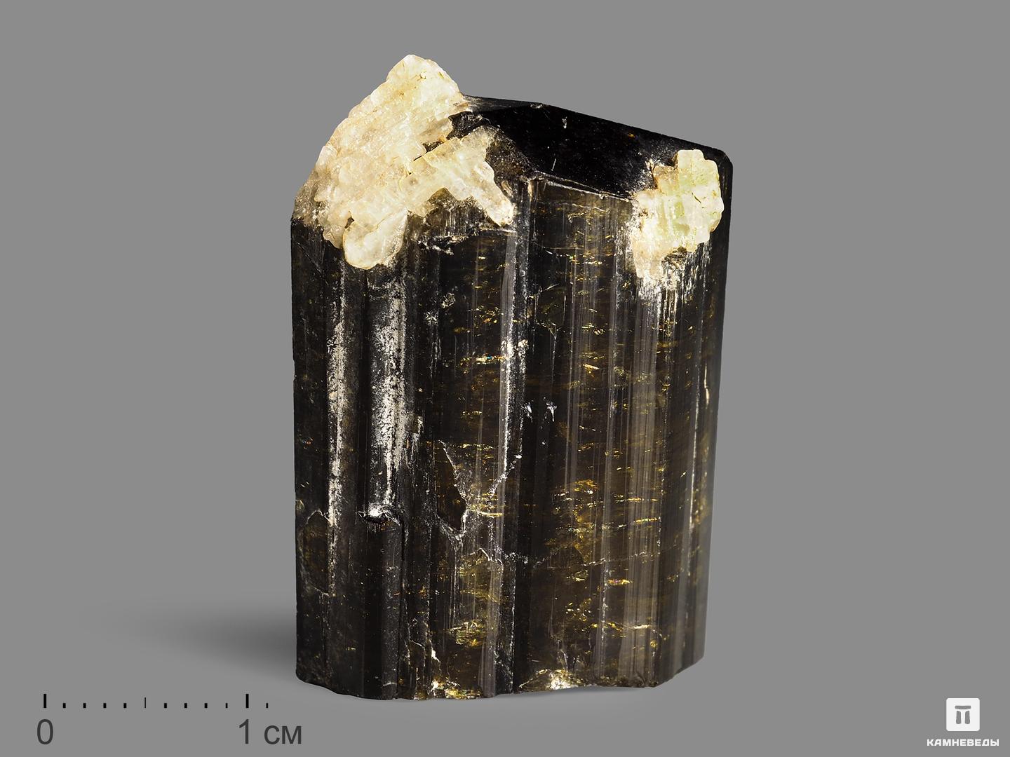 Турмалин, кристалл 3,1х2,3х1,3 см шерл чёрный турмалин кристалл 25х8 5х7 5 см