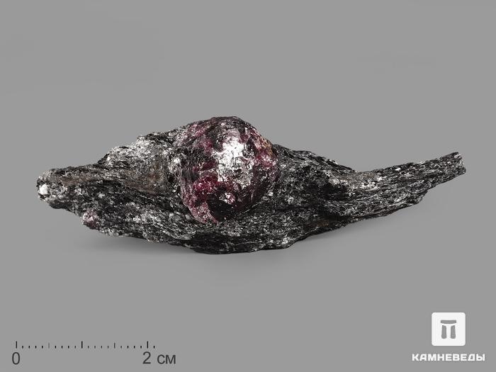 Гранат (альмандин), кристалл в метаморфическом сланце 6,7х2,2х1,6 см, 19937, фото 1
