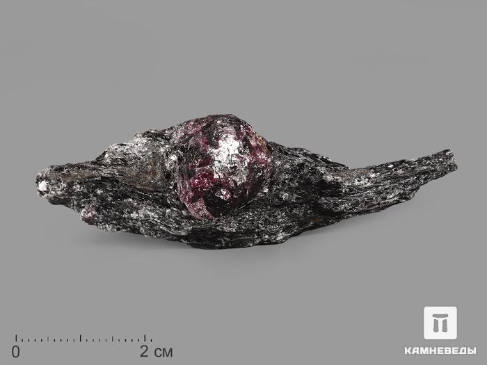 Альмандин (гранат), кристалл в метаморфическом сланце 6,7х2,2х1,6 см, 19937, фото 1