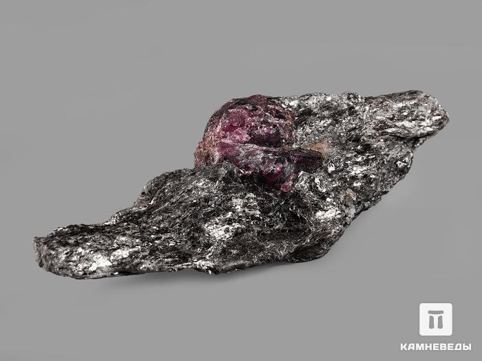 Гранат (альмандин), кристалл в метаморфическом сланце 6,7х2,2х1,6 см, 19937, фото 2