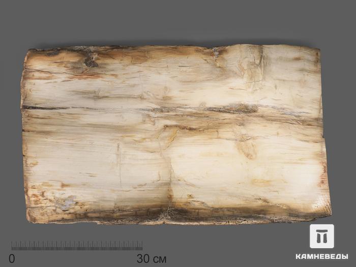 Окаменелое дерево, полированный срез 69,5х40,5х2,8 см, 20029, фото 1