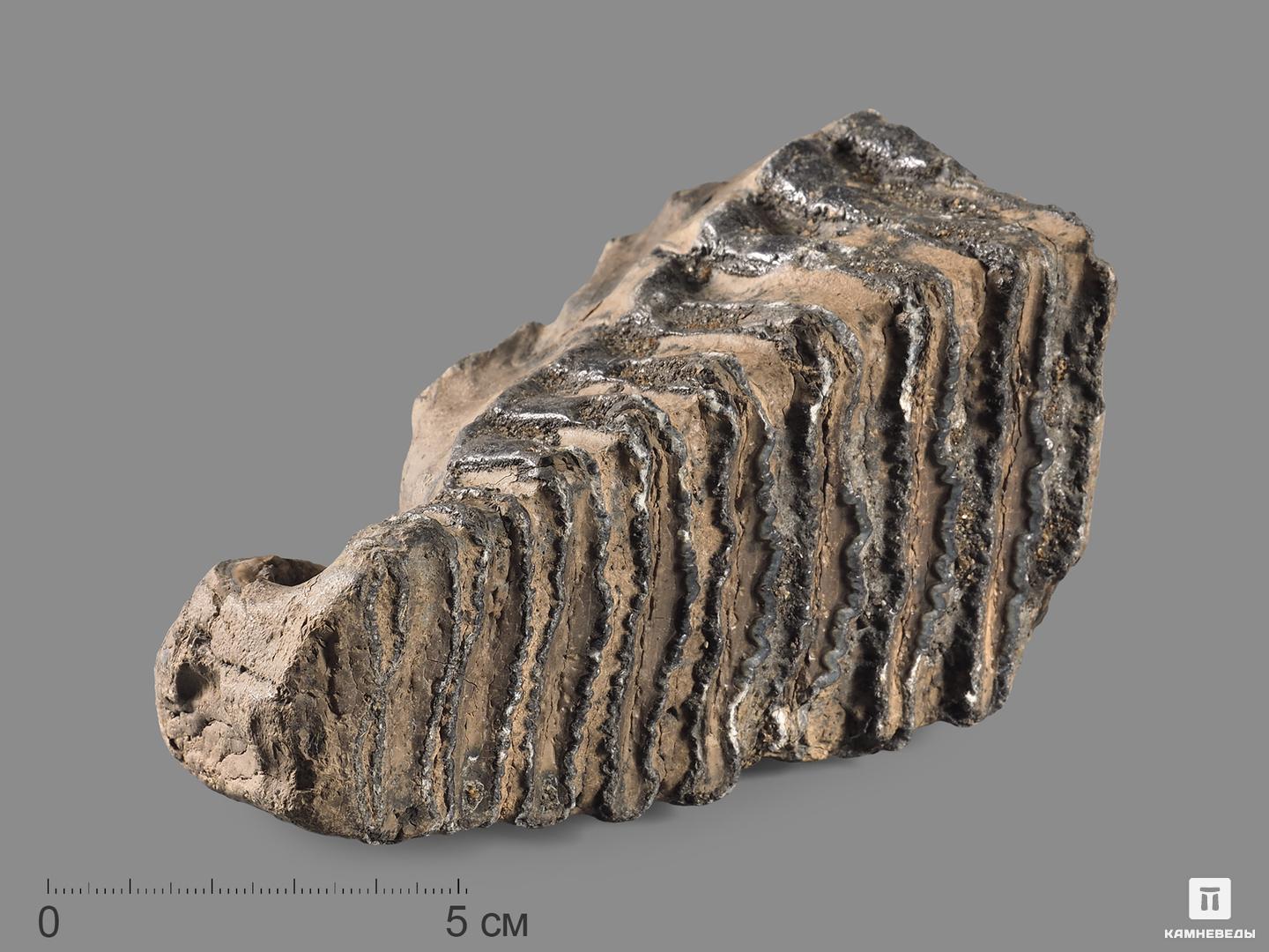 Зуб мамонта, 11,5х10х6,5 см бивень шерстистого мамонта mammuthus primigenius