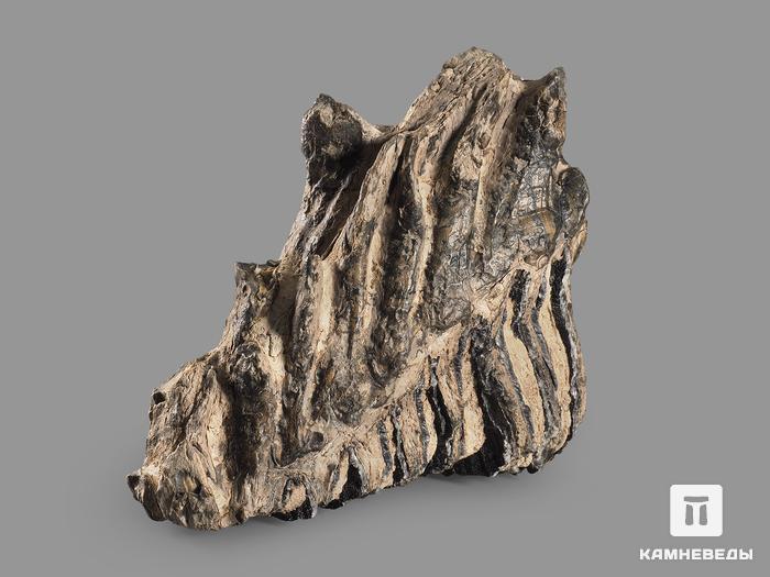 Зуб мамонта, 13х12,5х7,9 см, 20118, фото 2