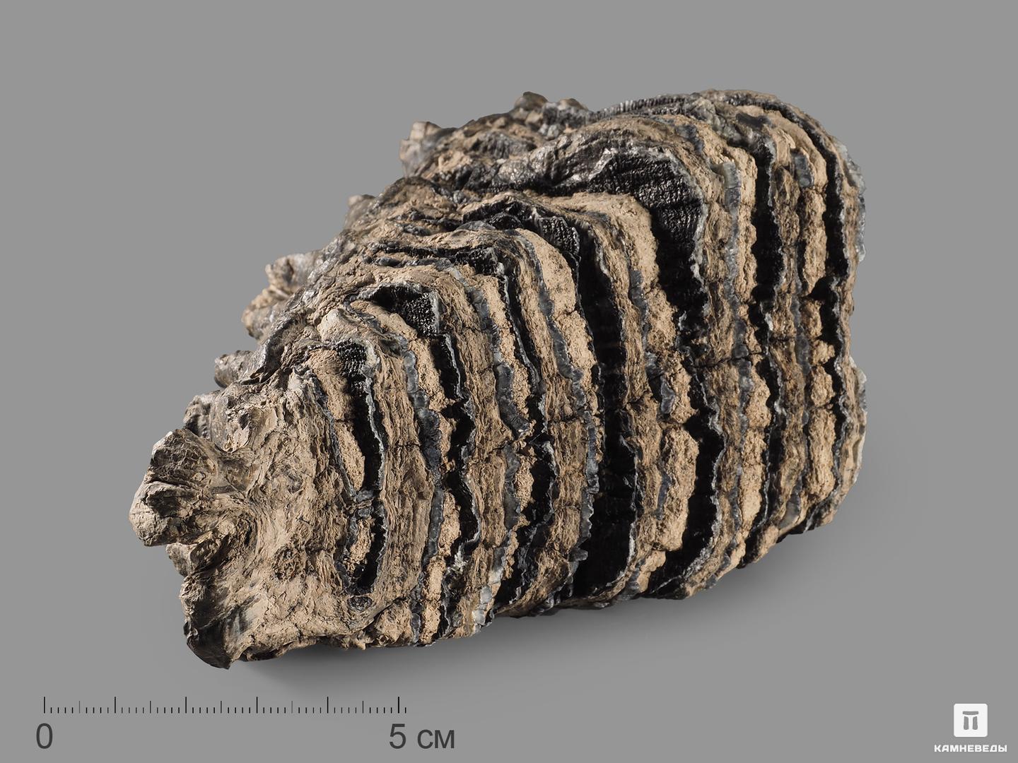 Зуб мамонта, 13х12,5х7,9 см бивень шерстистого мамонта mammuthus primigenius