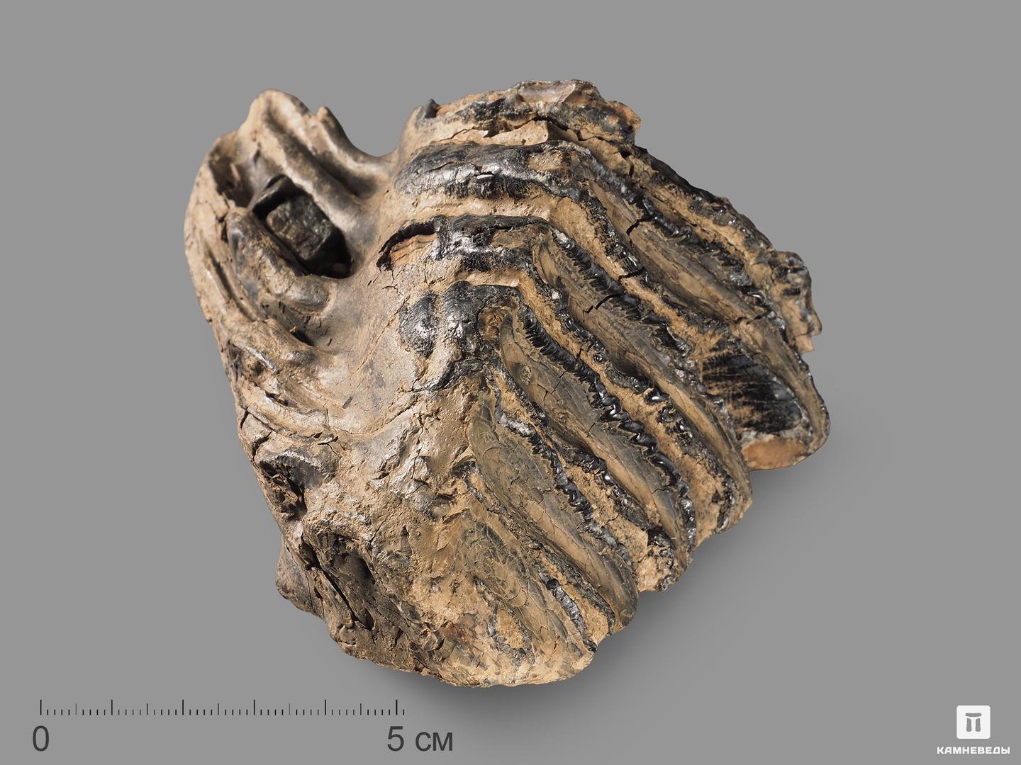 Зуб мамонта, 11х10х7,5 см бивень шерстистого мамонта mammuthus primigenius